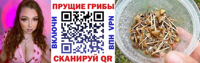 Галлюциногенные грибы мицелий  наркота  Байкальск 
